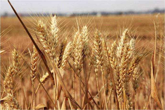 小麦播种多少合适，怎样播种小麦高产？